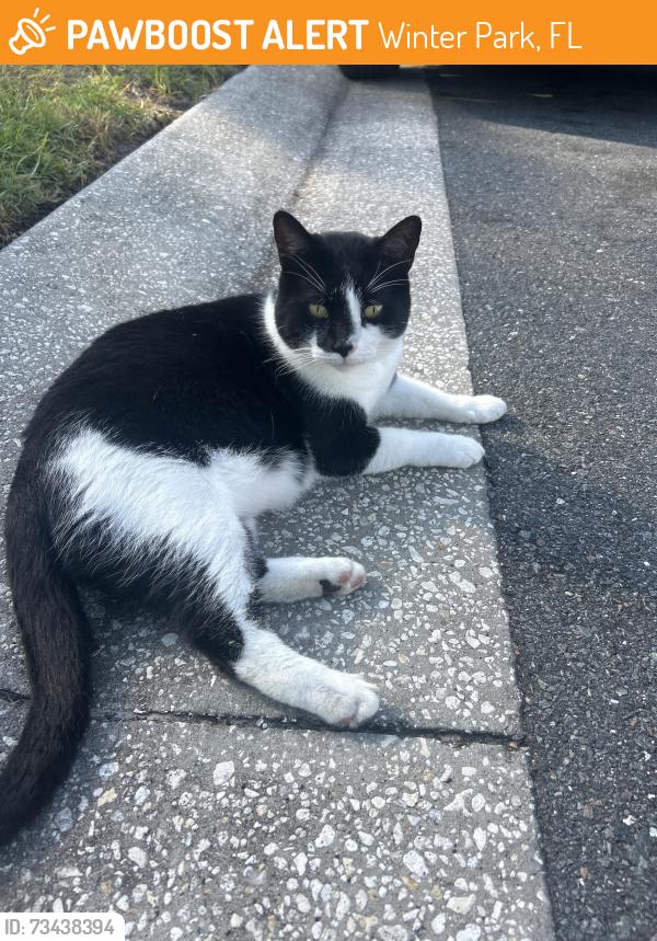 Found/Stray Unknown Cat last seen Eastbrook elementary school, Winter Park, FL 32792