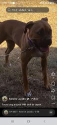Found/Stray Female Dog last seen 14th and Air Depot Midwest City, Midwest City, OK 73110