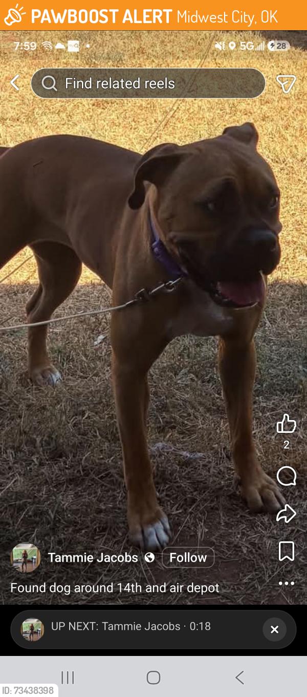 Found/Stray Female Dog last seen 14th and Air Depot Midwest City, Midwest City, OK 73110