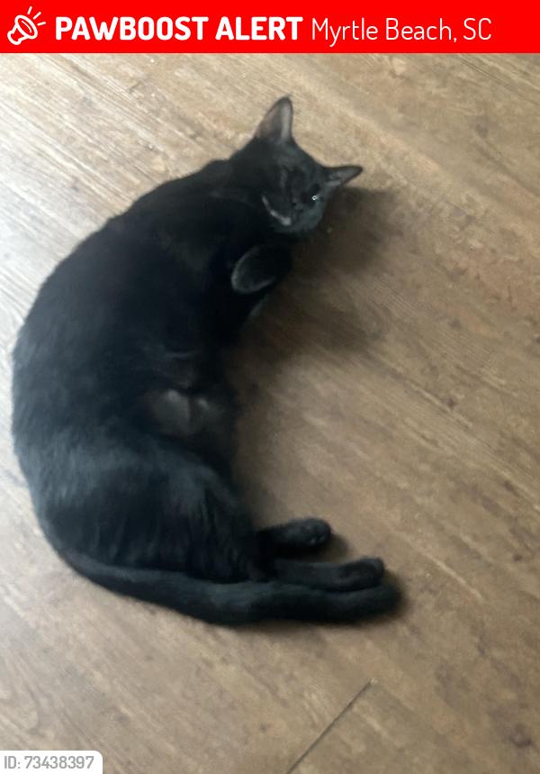 Lost Female Cat last seen International Drive, Myrtle Beach, SC 29579