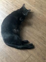 Lost Female Cat last seen International Drive, Myrtle Beach, SC 29579