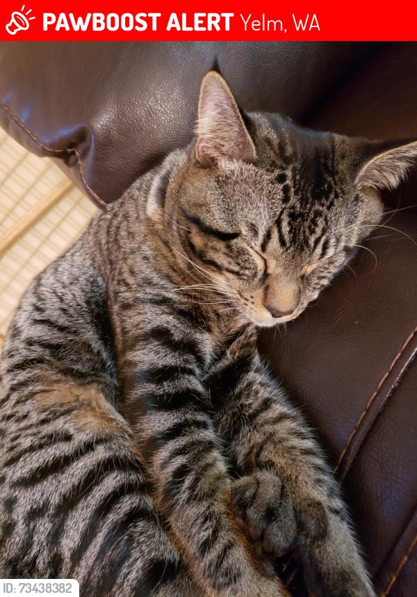 Lost Male Cat last seen SW Mossman Avenue, Yelm, WA 98597