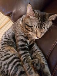 Lost Male Cat last seen SW Mossman Avenue, Yelm, WA 98597