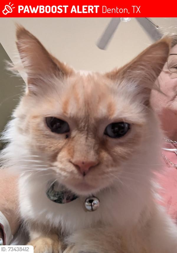 Lost Female Cat last seen Robinson Oaks neighborhood, Denton, TX 76210