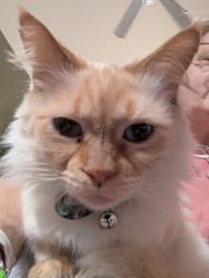 Lost Female Cat last seen Robinson Oaks neighborhood, Denton, TX 76210