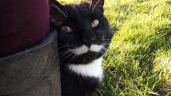 Lost Male Cat last seen LU7 9BT, Slapton, England LU7 9BT