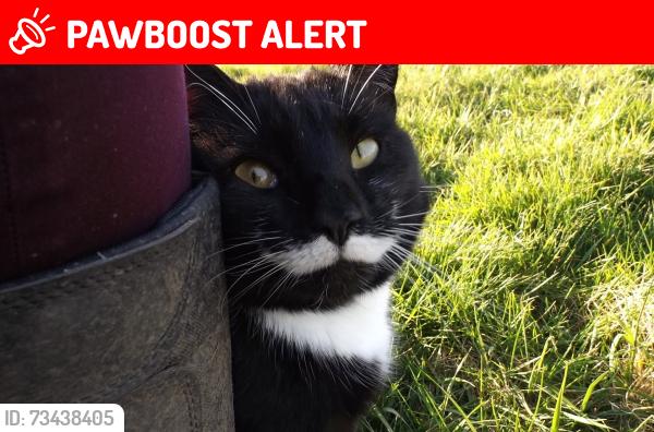 Lost Male Cat last seen LU7 9BT, Slapton, England LU7 9BT