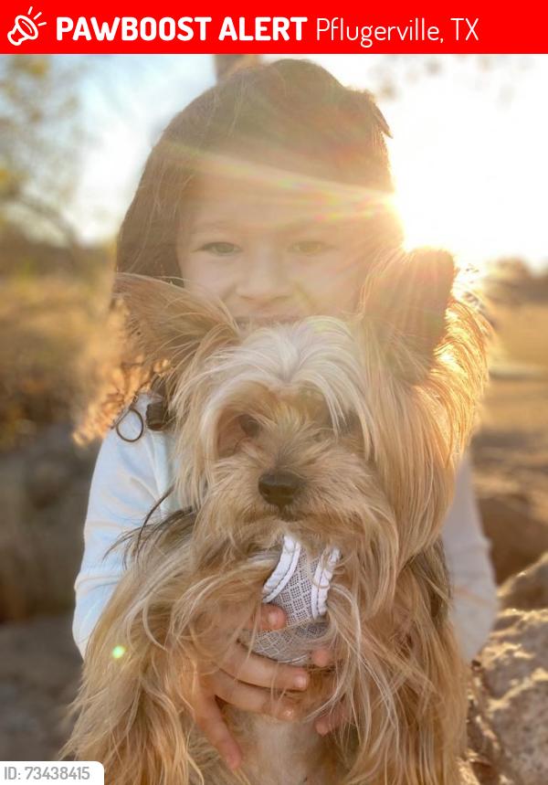 Lost Male Dog last seen Near Ellie Jane Lane Pflugerville, Texas 78660, Pflugerville, TX 78660