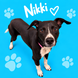 Shelter Stray Female Dog last seen , 2350 Appling City Cove, Memphis, TN 38133, USA