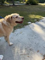 Found/Stray Female Dog last seen Deliverance Church International located at 3328 Old Stage Road, Angier, NC 27501