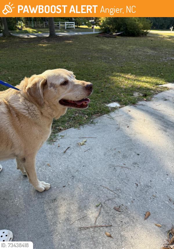 Found/Stray Female Dog last seen Deliverance Church International located at 3328 Old Stage Road, Angier, NC 27501