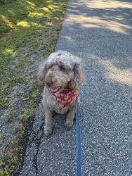 Reunited Unknown Dog last seen Old Wormley Creek, Yorktown, VA 23692