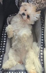 Lost Female Dog last seen Near Meadow Ridge Dr, Simpsonville, KY 40067, Simpsonville, KY 40067