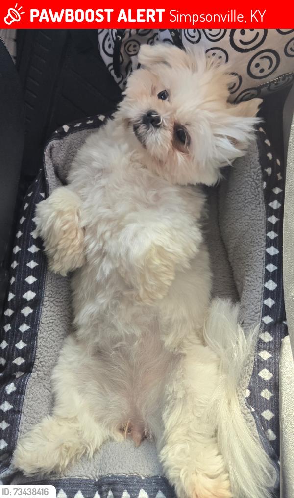 Lost Female Dog last seen Near Meadow Ridge Dr, Simpsonville, KY 40067, Simpsonville, KY 40067