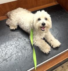 Found/Stray Male Dog last seen Near Army Residence, Northeast Side, TX 78109
