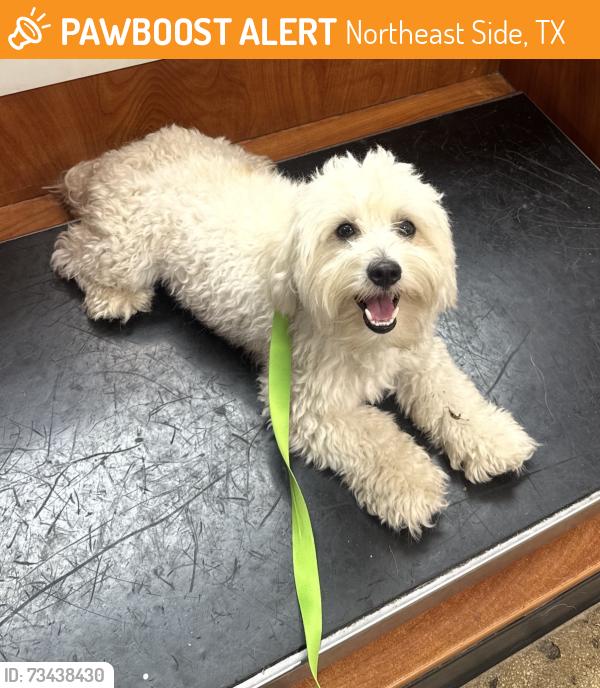 Found/Stray Male Dog last seen Near Army Residence, Northeast Side, TX 78109