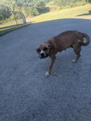 Found/Stray Female Dog last seen Bate Pike, Cleveland, TN 37323