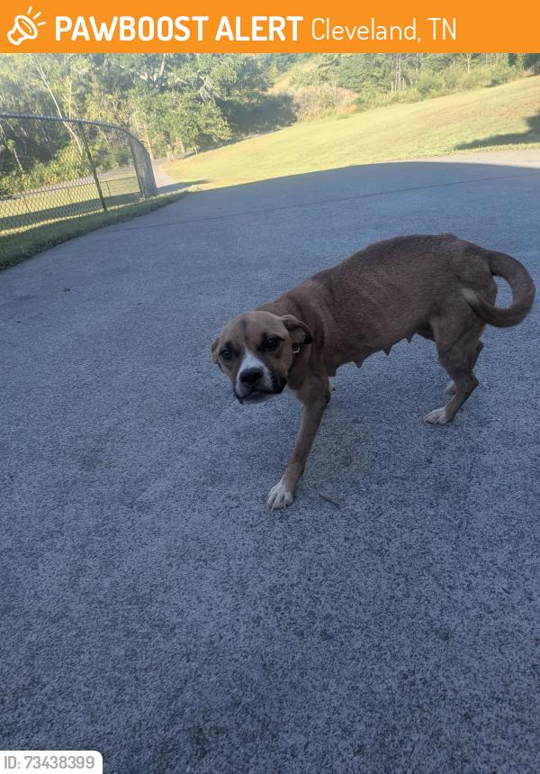 Found/Stray Female Dog last seen Bate Pike, Cleveland, TN 37323