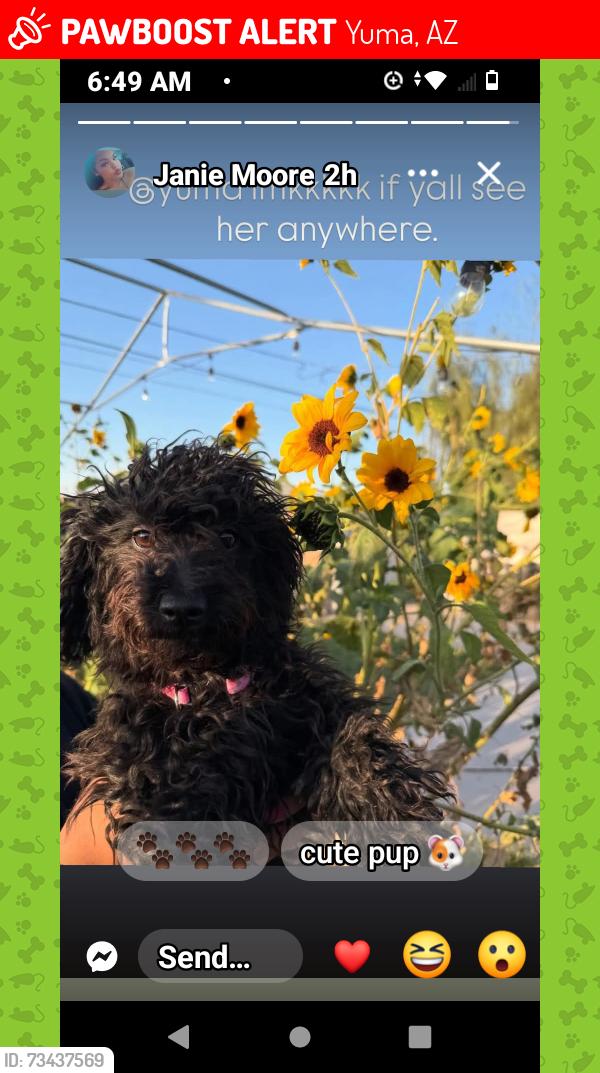Lost Female Dog last seen 24th St near woodard junior high, Yuma, AZ 85364