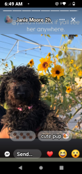 Lost Female Dog last seen 24th St near woodard junior high, Yuma, AZ 85364