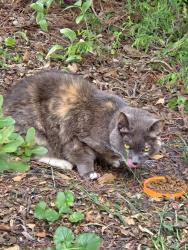Reunited Unknown Cat last seen Minor at Tyler, Countryside, VA 20165
