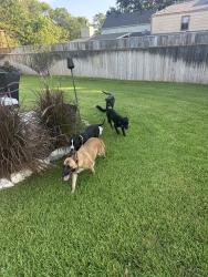 Reunited Unknown Dog last seen Broadmoor, Bryan, TX 77802