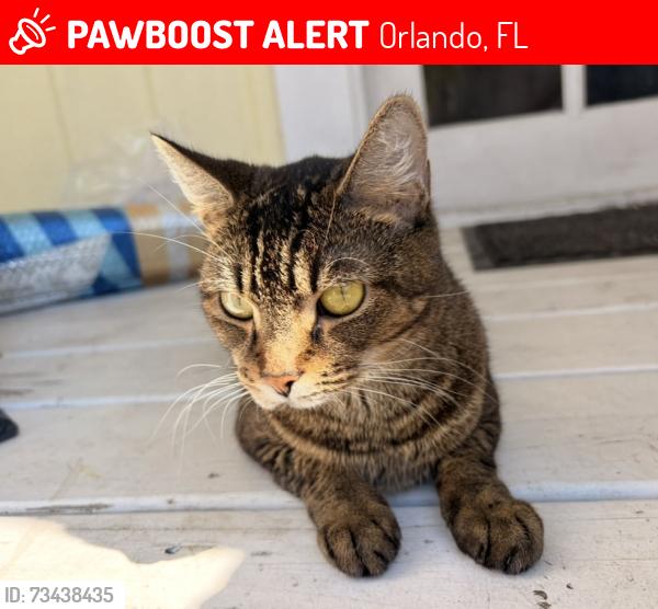 Lost Female Cat last seen Michigan & Conway, Orlando, FL 32812