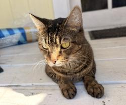 Lost Female Cat last seen Michigan & Conway, Orlando, FL 32812