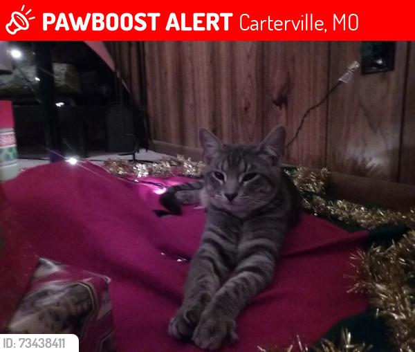 Lost Male Cat last seen Near W Gum Rd Carterville Mo, 64835, Carterville, MO 64835