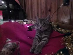 Lost Male Cat last seen Near W Gum Rd Carterville Mo, 64835, Carterville, MO 64835