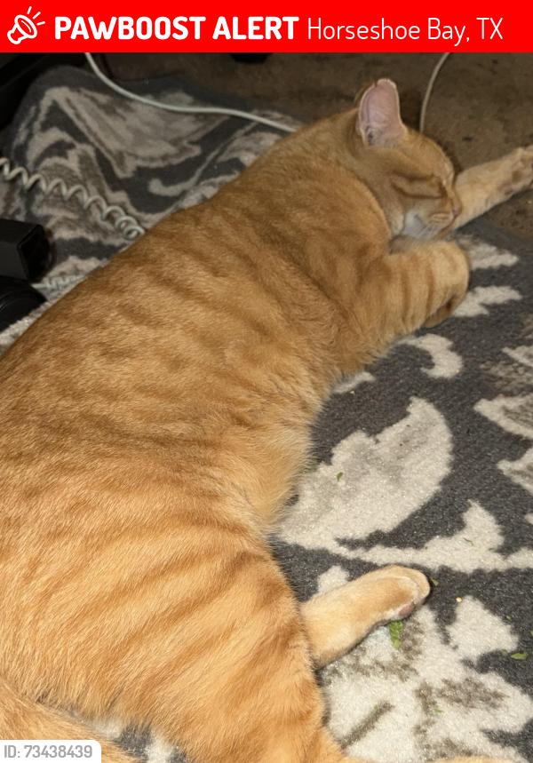 Lost Male Cat last seen Horseshoe Bay, Horseshoe Bay, TX 78657