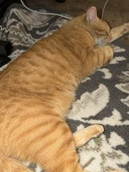 Lost Male Cat last seen Horseshoe Bay, Horseshoe Bay, TX 78657