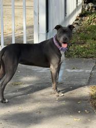 Found/Stray Unknown Dog last seen Near ave, Miami, FL 33135