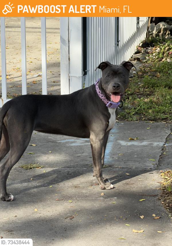 Found/Stray Unknown Dog last seen Near ave, Miami, FL 33135