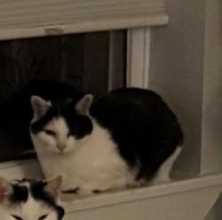 Lost Female Cat last seen Delaware Dr, Chattanooga, TN 37412