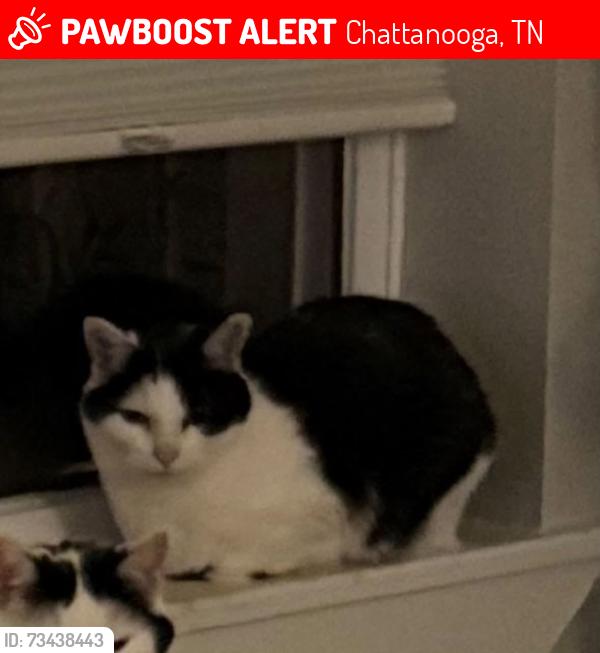 Lost Female Cat last seen Delaware Dr, Chattanooga, TN 37412
