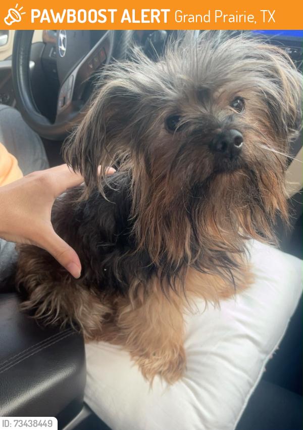Found/Stray Male Cat last seen Mid cities church in Grand Prairie Tx 75051, Grand Prairie, TX 75051