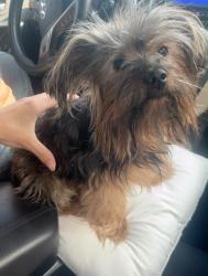 Found/Stray Male Cat last seen Mid cities church in Grand Prairie Tx 75051, Grand Prairie, TX 75051