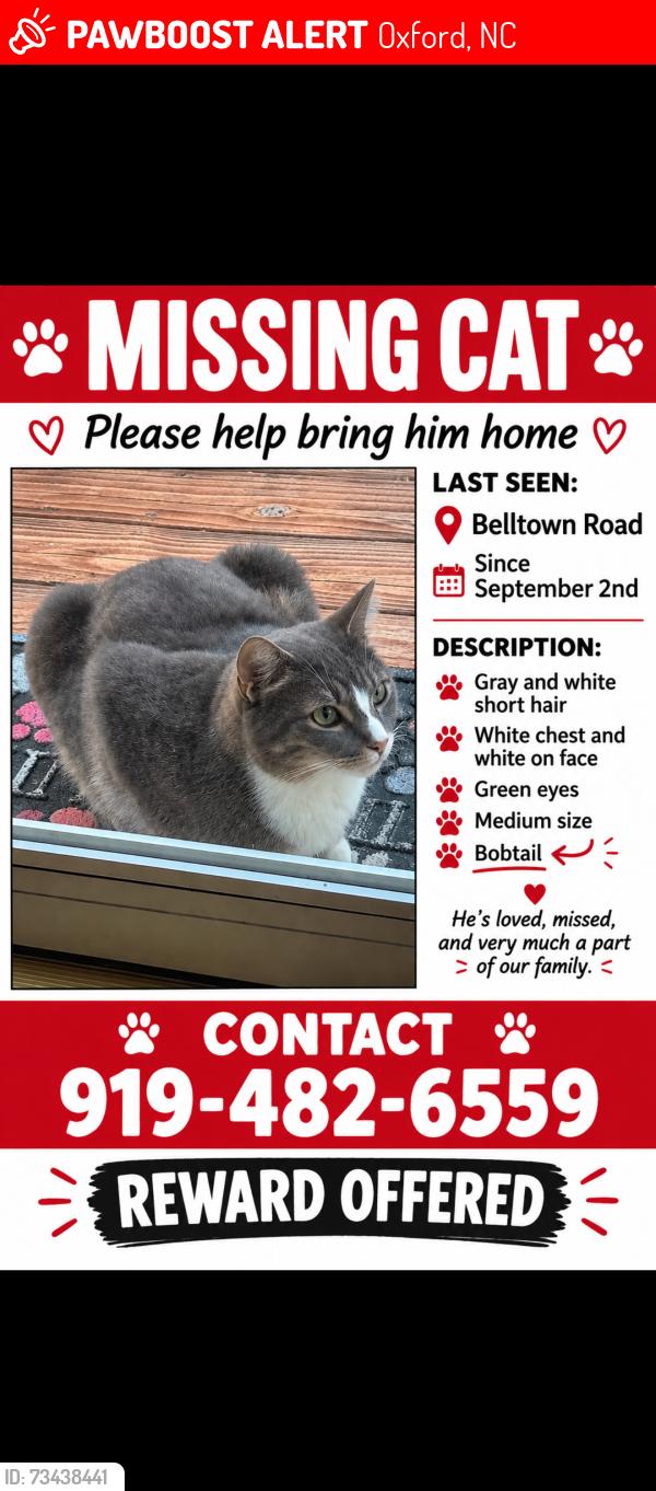 Lost Male Cat last seen Shock Overton Road Oxford NC, Oxford, NC 27565
