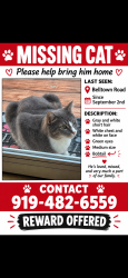 Lost Male Cat last seen Shock Overton Road Oxford NC, Oxford, NC 27565