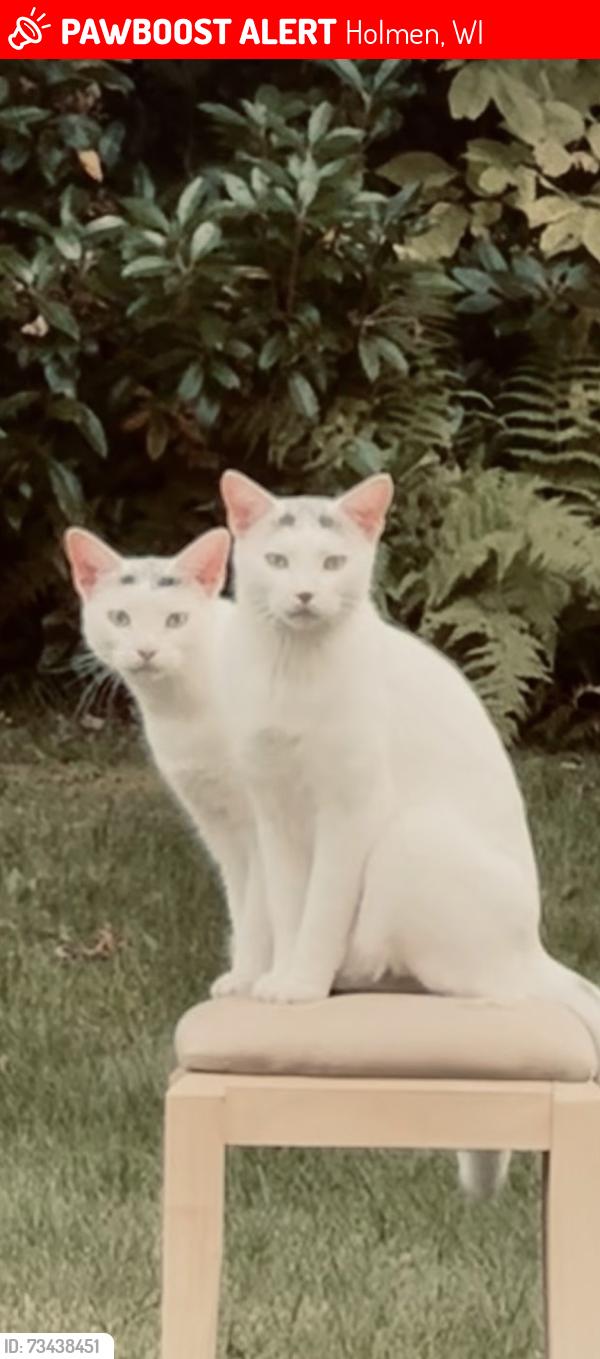 Lost Female Cat last seen Highway w, Holmen, WI 54636
