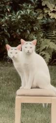 Lost Female Cat last seen Highway w, Holmen, WI 54636