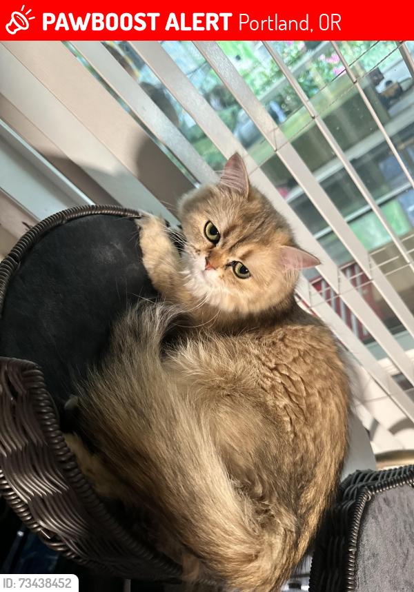 Lost Female Cat last seen King rd se bell ave, Portland, OR 97222