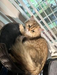 Lost Female Cat last seen King rd se bell ave, Portland, OR 97222