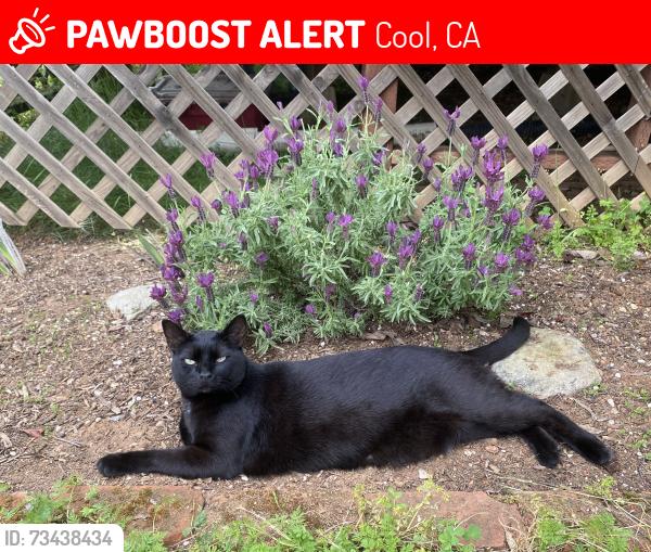 Lost Male Cat last seen Paymaster Trail and Trading Post, Cool, CA 95614