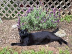 Lost Male Cat last seen Paymaster Trail and Trading Post, Cool, CA 95614