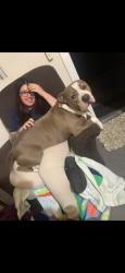 Reunited Male Dog last seen Near Ellis Rd S, Jacksonville, FL 32205, USA, Jacksonville, FL 32205