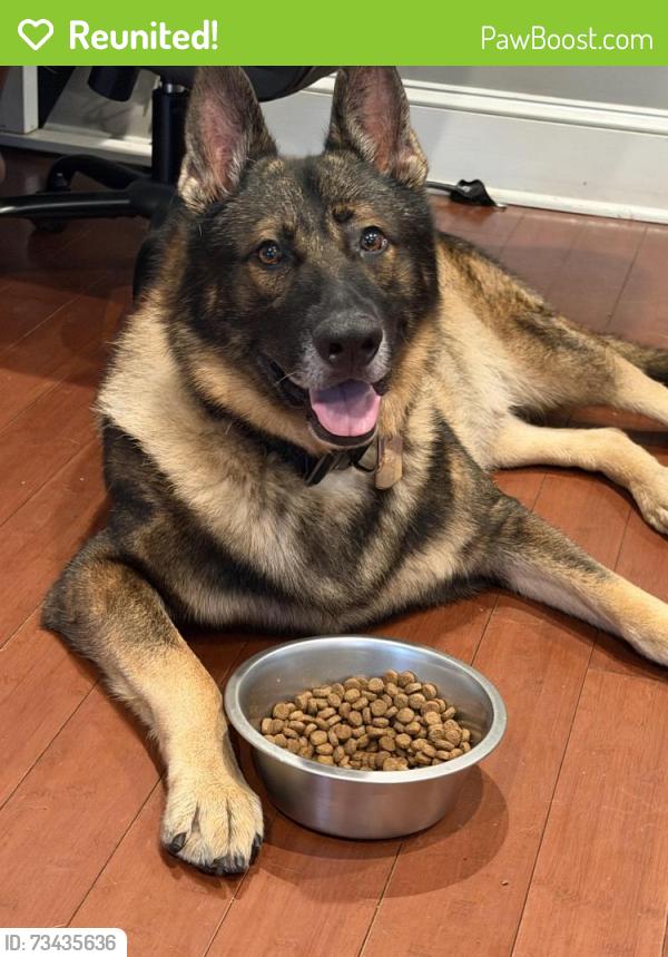 Reunited Male Dog last seen By Starbucks on Main Street, Bridgeport, CT 06609