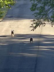 Found/Stray Unknown Dog last seen Oakdale and McGraw St, Clarksville, TN 37040