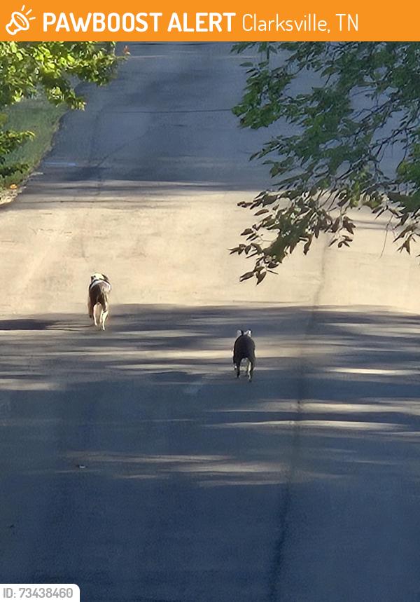 Found/Stray Unknown Dog last seen Oakdale and McGraw St, Clarksville, TN 37040